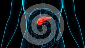 Hombre interno el organo páncreas 