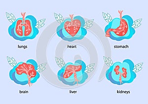 Human internal organs anatomical icons set, flat vector illustration .