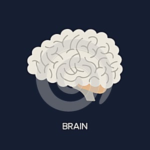 Human Internal organs, cartoon anatomy body part brain, vector illustration