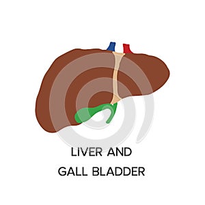 Human Internal organs, cartoon anatomy body part liver with gall bladder, vector illustration