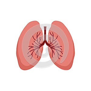 Human Internal organs, cartoon anatomy body part lungs, vector illustration