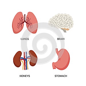 Human Internal organs, cartoon anatomy body parts brain and lungs, stomach and kidneys, vector illustration