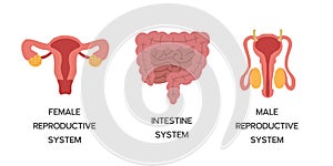 Human Internal organs, cartoon anatomy body parts, intestinal system, male and female reproductive system, vector illustration