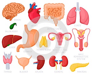 Human internal organs. Cartoon human organs, heart, liver, stomach, lungs, uterus, brain and reproductive system