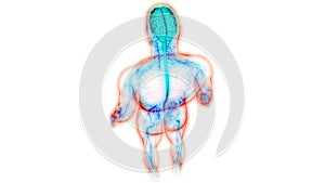 Human Internal Organs Central Nervous System Brain Anatomy