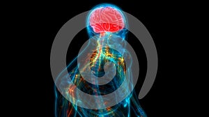 Human Internal Organs Central Nervous System Brain Anatomy