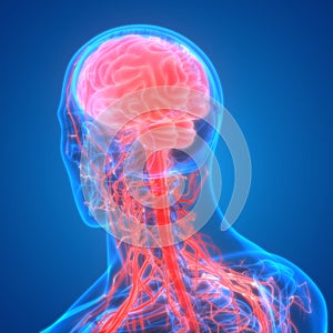 Human Internal Organs Central Nervous System Brain Anatomy