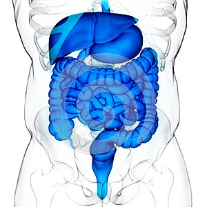 Human Internal Organs Complete Digestive System Anatomy