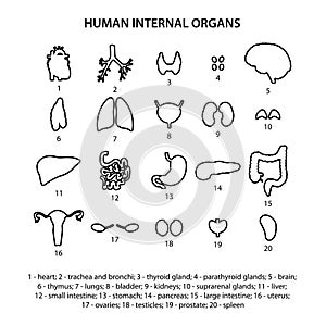 20 Human internal organs icons. photo