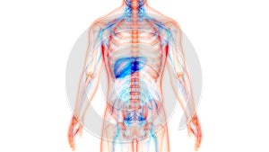 Human Internal Organs Digestive System Liver Anatomy