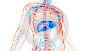 Human Internal Organs Digestive System Liver Anatomy