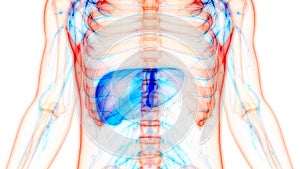 Human Internal Organs Digestive System Liver Anatomy