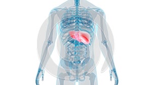 Human Internal Organs Digestive System Liver Anatomy