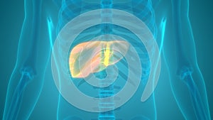 Human Internal Organs Digestive System Liver Anatomy
