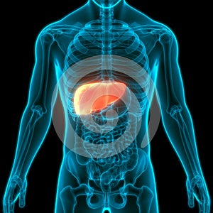 Human Internal Organs Digestive System Liver Anatomy