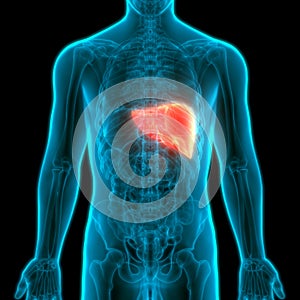 Human Internal Organs Digestive System Liver Anatomy