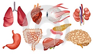 Human internal organs flat vector icons. Big collection in cartoon style. Set of vital organs brain, heart, liver