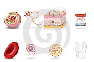 Human internal organs icon set with cells neuron skin blood vessels fertilization Plasma teeth and liver description. vector
