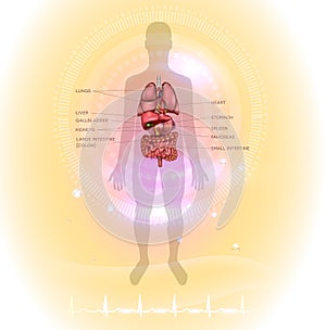 Human internal organs info