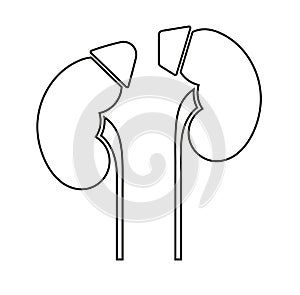 Human internal organs: kidneys, adrenal glands and ureters. Lne art image