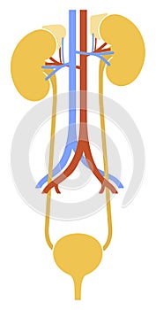 Human internal organs: kidneys, ureters and bladder. Illustration. Flat design photo
