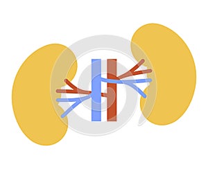 Human internal organs: kidneys and ureters. Illustration. Flat design photo