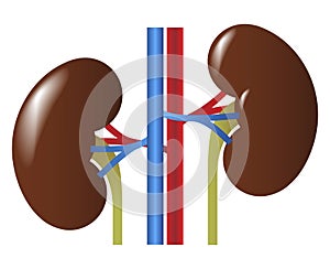 Human internal organs: kidneys and ureters. Illustration photo