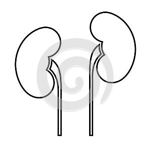 Human internal organs: kidneys and ureters. Line art image photo