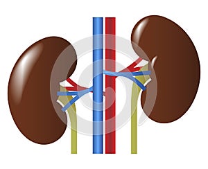 Human internal organs: kidneys and ureters. Vector image. Flat design photo