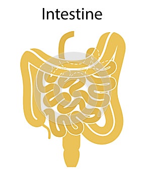 Human internal organs: large intestine and appendix, small intestine structure - Ileum,  Jejunum, Duodenum . Illustration. Flat