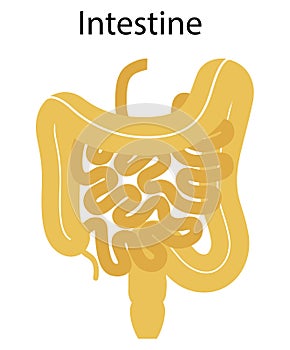 Human internal organs: large intestine and appendix, small intestine structure - Ileum,  Jejunum, Duodenum . Illustration. Flat