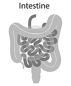 Human internal organs: large intestine and appendix, small intestine structure - Ileum,  Jejunum, Duodenum . Illustration. Flat