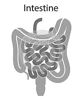 Human internal organs: large intestine and appendix, small intestine structure - Ileum,  Jejunum, Duodenum . Illustration. Flat