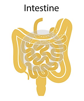 Human internal organs: large intestine and appendix, small intestine structure - Ileum,  Jejunum, Duodenum . Illustration. Flat photo