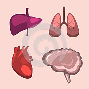 Human internal organs liver, brain, lungs, heart medicine anatomy.