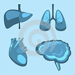 Human internal organs liver, brain, lungs, heart medicine anatomy.