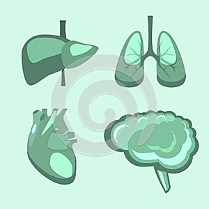 Human internal organs liver, brain, lungs, heart medicine anatomy.