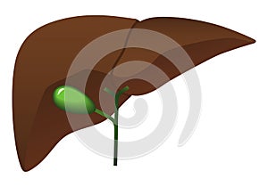 Human internal organs: liver and gall bladder.Flat design. Illustration