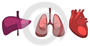 Human internal organs liver, lungs, heart medicine anatomy.