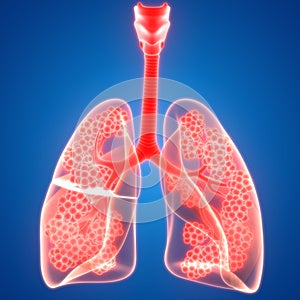 Human Internal Organs Respiratory System Lungs with Alveoli Anatomy