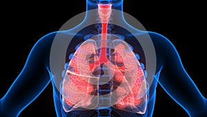 Human Internal Organs Respiratory System Lungs with Alveoli Anatomy