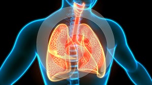 Human Internal organs Respiratory System Lungs with Alveoli Anatomy