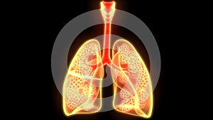 Human Internal organs Respiratory System Lungs with Alveoli Anatomy