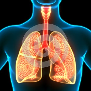 Human Internal organs Respiratory System Lungs with Alveoli Anatomy