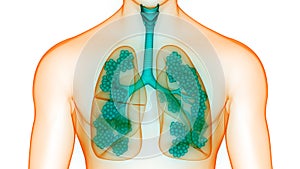 Human Internal Organs Respiratory System Lungs with Alveoli Anatomy