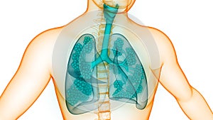 Human Internal Organs Respiratory System Lungs with Alveoli Anatomy