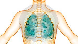 Human Internal Organs Respiratory System Lungs with Alveoli Anatomy