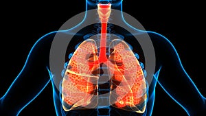 Human Internal Organs Respiratory System Lungs with Alveoli Anatomy