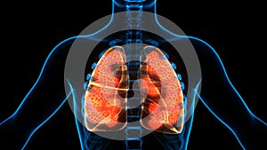 Human Internal Organs Respiratory System Lungs with Alveoli Anatomy