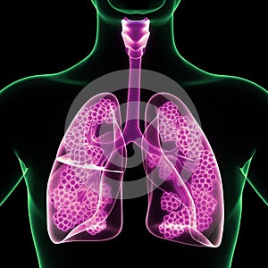 Human Internal Organs Respiratory System Lungs with Alveoli Anatomy